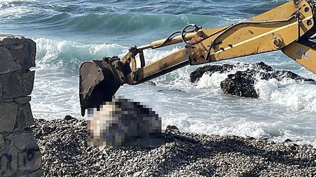 Νάξος: Αγελάδα ξεβράστηκε σε άθλια κατάσταση, προκαλώντας σοκ