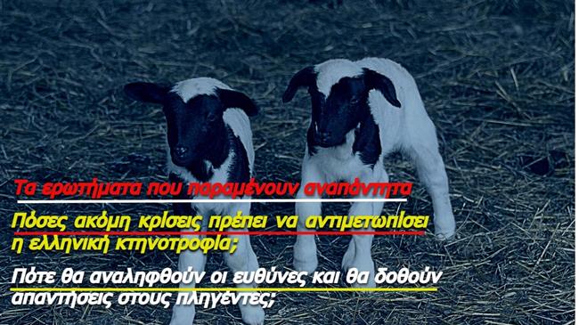 Πανώλη και αριθμοί: Η ελληνική κτηνοτροφία σε αδιέξοδο και τα ερωτήματα που παραμένουν αναπάντητα