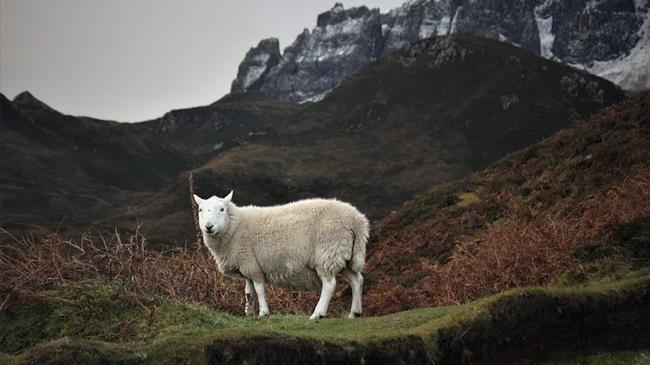 Αυξήσεις στις αποζημιώσεις για ζώα που χάθηκαν από πανώλη: Έως 250€ ανά ζώο