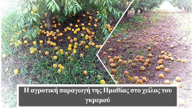 Ημαθία: Χιλιάδες τόνοι ροδάκινων στο έδαφος οι αγρότες βγαίνουν στο δρόμο