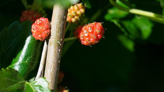 Μάχη για τη σωτηρία των μουριών: Ο Δήμος Αθηναίων σε δράση