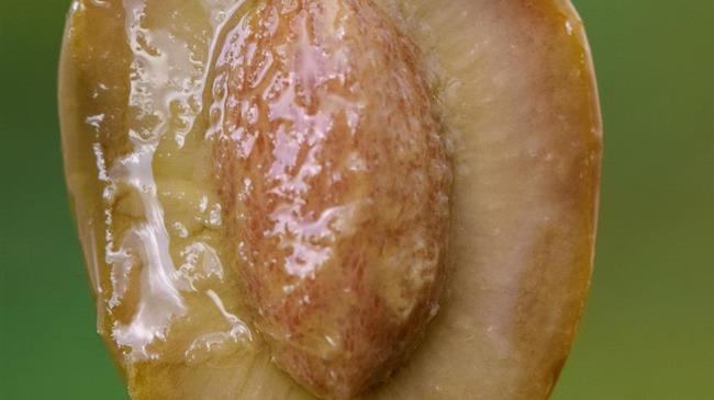 Ελαιόλαδο: Από βασιλιάς της κουζίνας σε υποδεέστερο