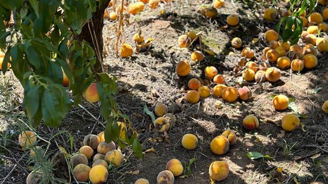 Βασιλειάδης: Να αποζημιωθούν δίκαια οι παραγωγοί από της ζημιές της βροχόπτωσης σε όλα τα προϊόντα