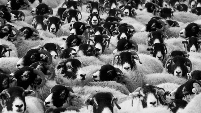 Η Τουρκία κλείνει τις κτηνοτροφικές αγορές για τον έλεγχο του αφθώδους πυρετού