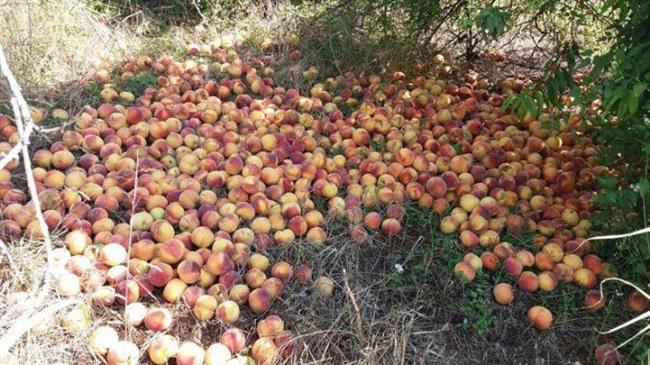 ΣΥΡΙΖΑ: Άμεση στήριξη για τους ροδακινοπαραγωγούς τώρα
