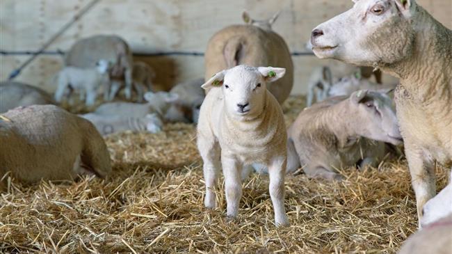 Κτηνοτροφία σε κρίση: Η Νέα Αριστερά καταγγέλλει την αδράνεια της κυβέρνησης