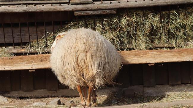 Αρβανίτης στην Κομισιόν για εμβολιασμό αιγοπροβάτων: Διασφάλιση εμπορευσιμότητας & κυβερνητική αδράνεια