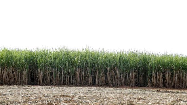 Οι τιμές της ζάχαρης εκτινάσσονται λόγω της ξηρασίας στη Βραζιλία