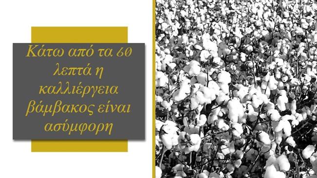 Πρόεδρος ΔΟΒ στο Agrocapital: «Κάτω από τα 60 λεπτά η καλλιέργεια βάμβακος είναι ασύμφορη»