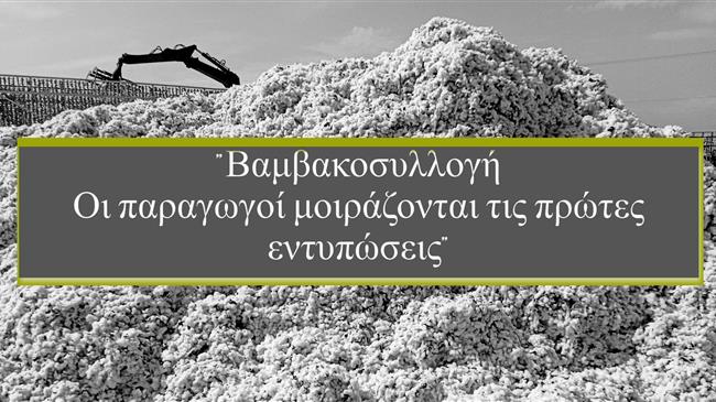 Βαμβάκι: Με μείωση τιμών και παραγωγής το ξεκίνημα της συγκομιδής