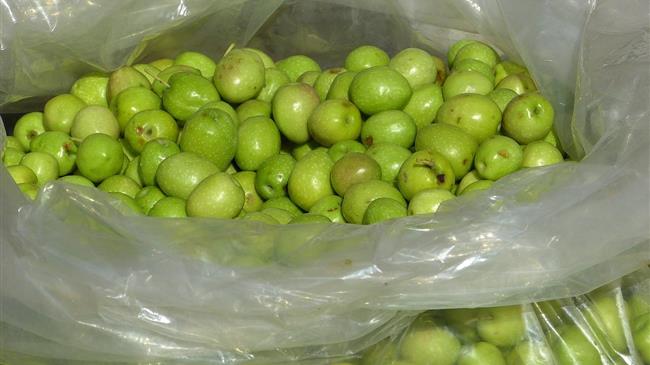 Κώδωνας χτυπά για τις πράσινες ελιές: Η ΠΕΑΣΟΕΠΕ προειδοποιεί για κρίσιμη κατάσταση