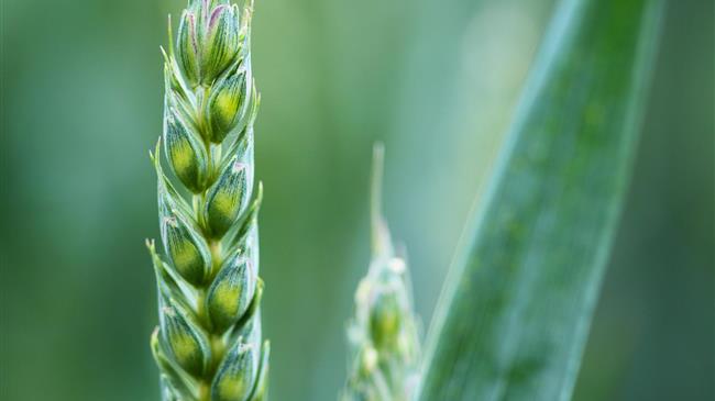 Η ζήτηση σιτηρών της Κίνας μειώνεται