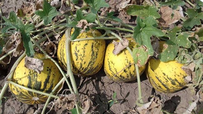 Πρακτικές αντιμετώπισης μυκητολογικών προσβολών στο πεπόνι