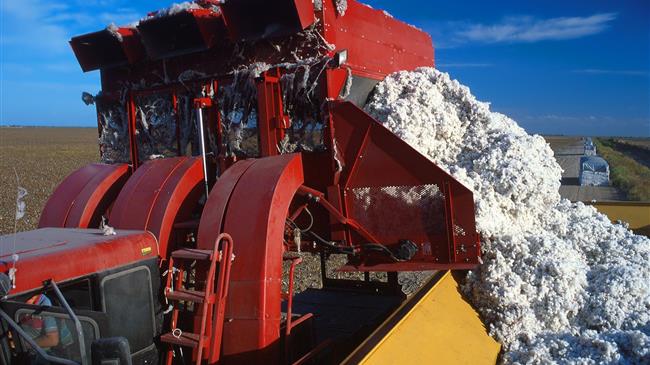 Βαμβάκι: Εκτιμήσεις για πεσμένη παραγωγή στις ΗΠΑ