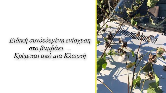 Βαμβακοκαλλιεργητές: Κίνδυνος απώλειας της ειδικής συνδεδεμένης ενίσχυσης στο βαμβάκι...