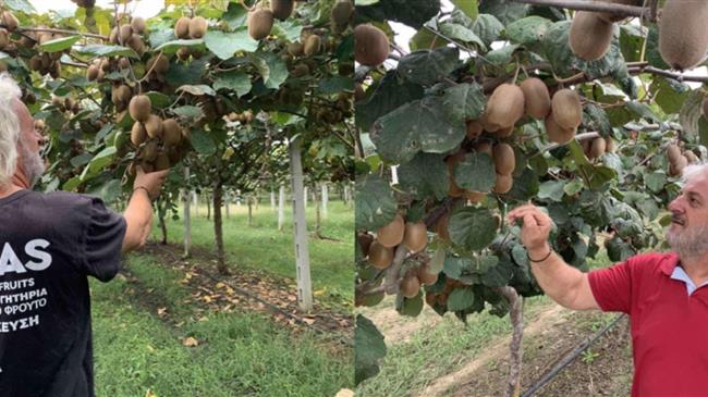 Έναρξη κοπής ακτινιδίων και στην Πιερία