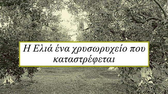 Η ελιά της Αιτωλοακαρνανίας: Ένα διαχρονικό πρόβλημα με νέες διαστάσεις