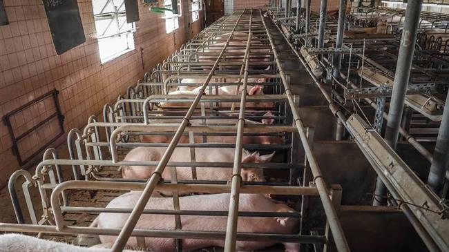 Industry Lobbying Revealed: Animal Welfare Science Under Siege