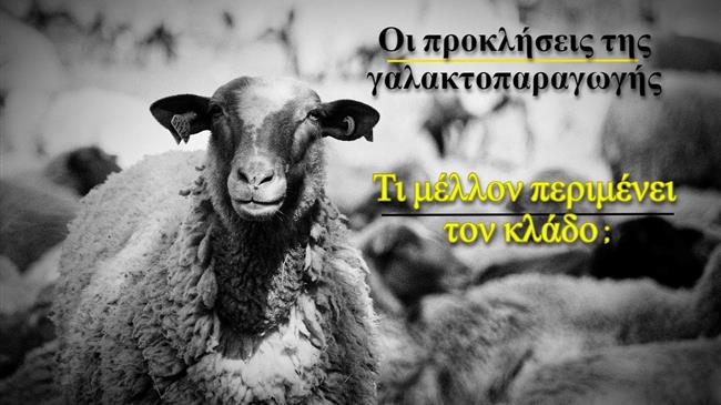 Γαλακτοπαραγωγοί σε δύσκολη θέση: Η αλήθεια πίσω από τις χαμηλές τιμές