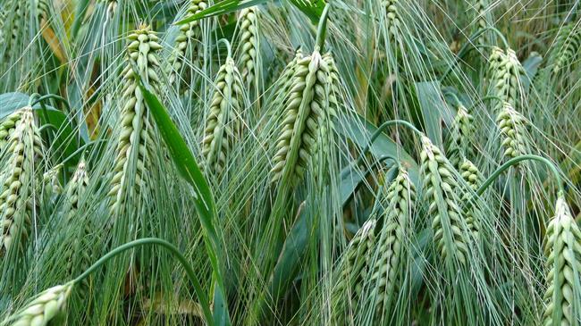 Κίνα: Αγοράζει αμερικανικό σιτάρι μετά από έναν χρόνο