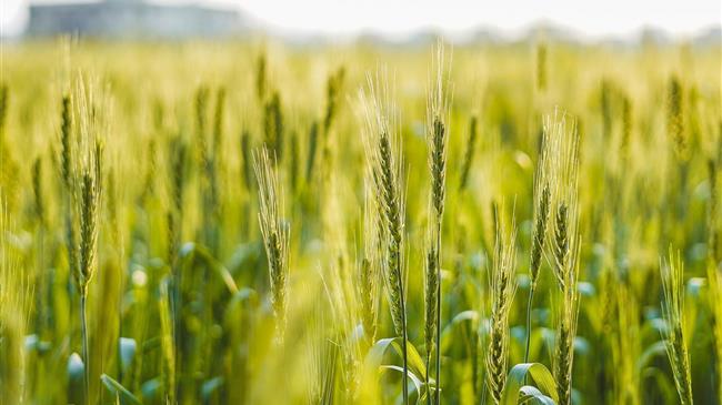 IGC: Θετικές οι προοπτικές για την παγκόσμια παραγωγή σιταριού