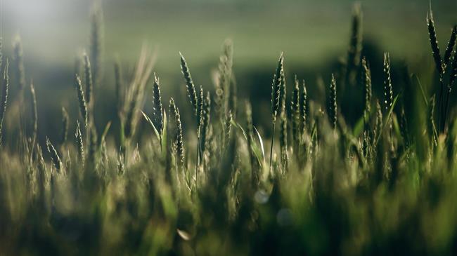 Η Αίγυπτος ολοκληρώνει με επιτυχία τη συγκομιδή σιταριού
