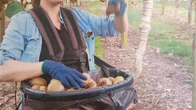 Σωστή συγκομιδή του ακτινιδίου μια διαχείριση  που δεν πρέπει να παραβλέπεται