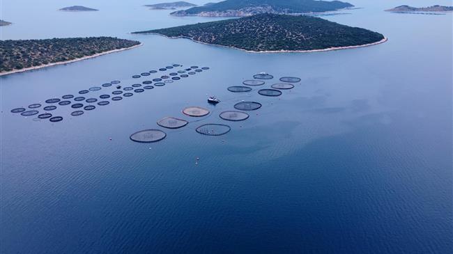 FAO-GFCM: "Shaping the future of sustainable aquaculture in the Mediterranean and the Black Sea"