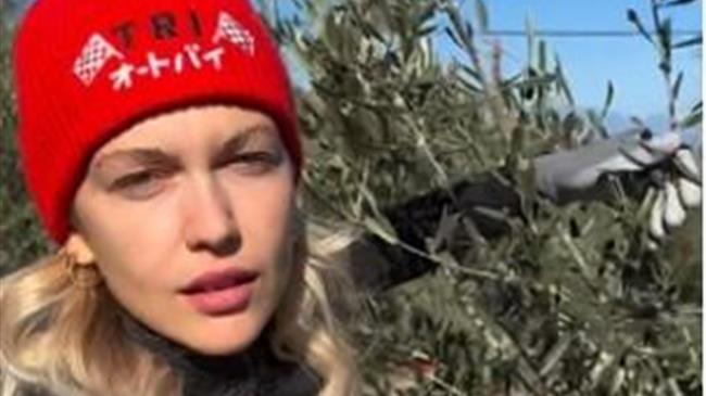 Και διάσημοι στα χωράφια για μάζεμα ελιών!