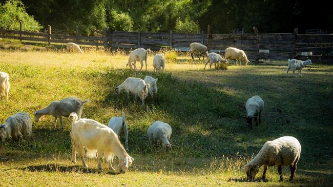 Ζητούν έκτακτη ενίσχυση για κτηνοτρόφους στη Δυτική Αχαΐα λόγω ευλογιάς