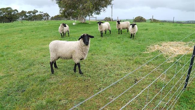 Παράνομη διακίνηση αμνών στα Τρίκαλα