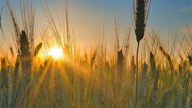 Οι παγκόσμιες τιμές του σιταριού μειώνονται λόγω της εμπορικής αβεβαιότητας
