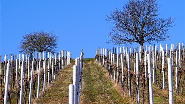 Κόκκαλης σε Τσιάρα: Θα αποζημιωθούν από τον περονόσπορο οι αμπελώνες στον Τύρναβο;