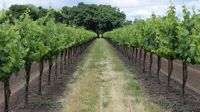 Ισπανία: Καταδίκη για απάτη που αφορούσε επιδοτήσεις της ΕΕ για τον αμπελοοινικό τομέα