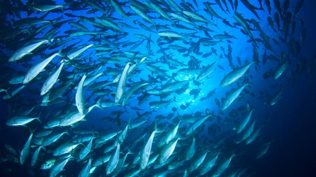 Countries unite to bolster efforts for sustainable fisheries and aquaculture in the Mediterranean and the Black Sea