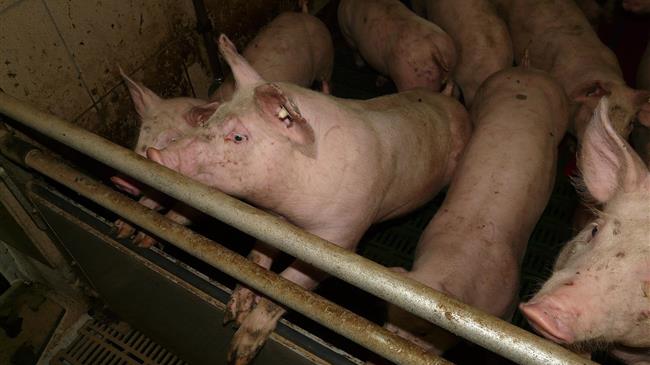 Γερμανία: Ο αριθμός των χοιροτροφικών εκμεταλλεύσεων συνεχίζει να μειώνεται