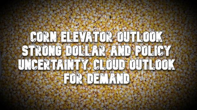 Ισχυρό δολάριο και εμπορικοί πόλεμοι: Οι νέες απειλές για τους  αγρότες