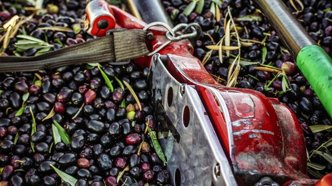 Αναμονή στον κλάδο της επιτραπέζιας ελιάς και του ελαιόλαδου