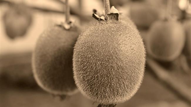 Έξαρχος: Καθημερινά βλέπω Έλληνες Ακτινιδιοπαραγωγούς να κάνουνε λάθος διαχείριση ή να χρησιμοποιούνε λάθος προϊόντα