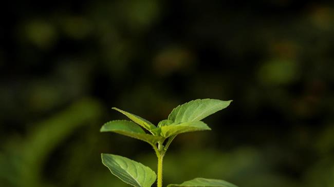 ΚΕΠΑ: Χορηγίες δένδρων