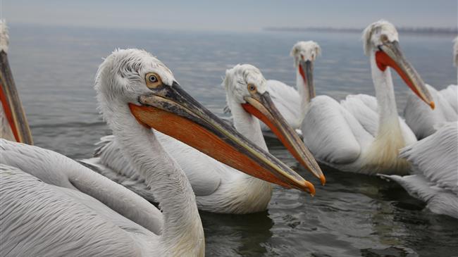 Συντονισμένη δράση για τον Αργυροπελεκάνο σε παγκόσμιο επίπεδο:  17 χώρες συμμετέχουν σε διεθνή ομάδα εργασίας