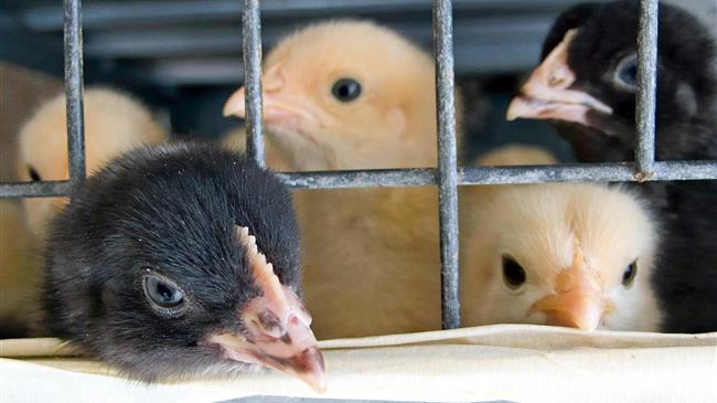 Έρχεται το τέλος της εκτροφής σε κλουβιά;