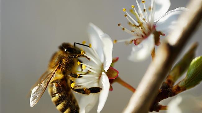 Παρέμβαση Χ. Ζεϊμπέκ για πορεία υλοποίησης Παρέμβασης Π2-55 «Τομεακά Προγράμματα – Μελισσοκομία»