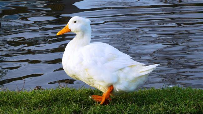 Νέο κρούσμα γρίπης των πτηνών σε φάρμα της Βουλγαρίας