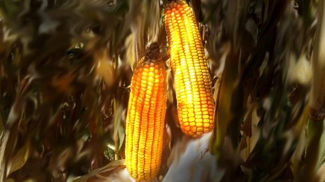 Αναβρασμός στην παγκόσμια αγορά καλαμποκιού αβεβαιότητα και νέες ισορροπίες