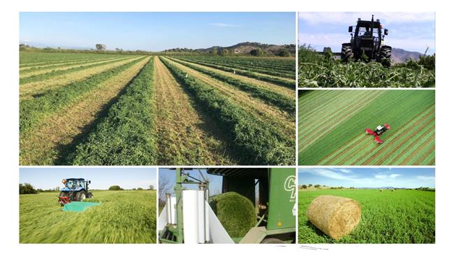 Ποιες είναι οι κορυφαίες ποικιλίες μηδικής που εγγυώνται ποιότητα και απόδοση