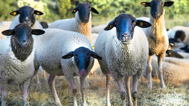 Κτηνοτροφία: Αποζημιώσεις ύψους 16,5 εκατ. ευρώ στους – ποιοι ωφελούνται, ποιοι μένουν εκτός