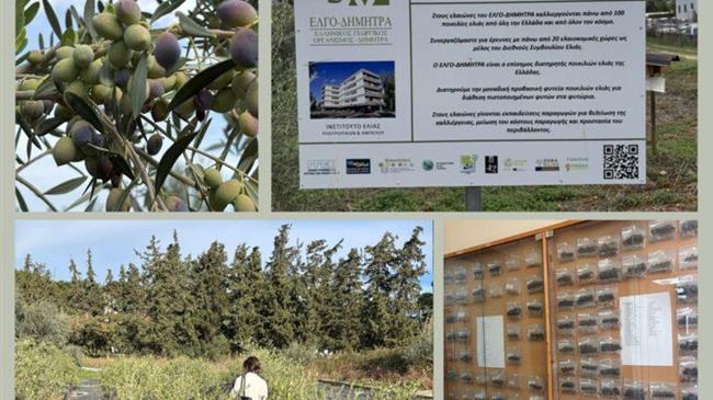 ΔΟΕ: Αναγνώρισε την 8η Διεθνή Τράπεζα Γενετικού Πλάσματος Ελιάς στην Ελλάδα