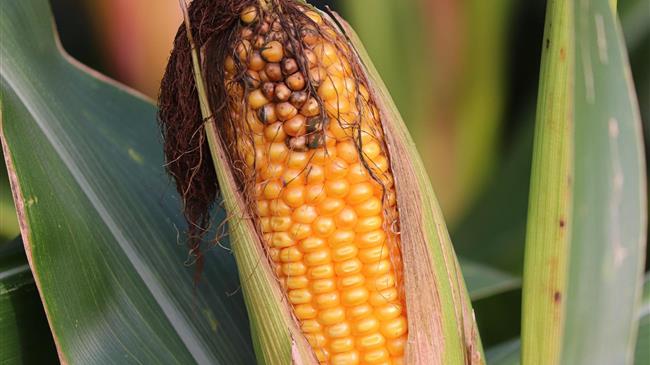 Καλαμπόκι: Με το βλέμμα στις προθέσεις φύτευσης στις ΗΠΑ