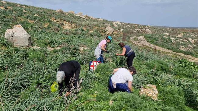 Γνωριμία με τα άγρια χόρτα της κρητικής γης